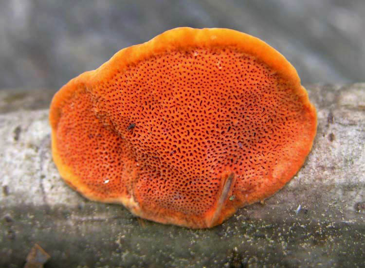 Pycnoporus coccineus (Fr.) Bondartsev & Singer 1941